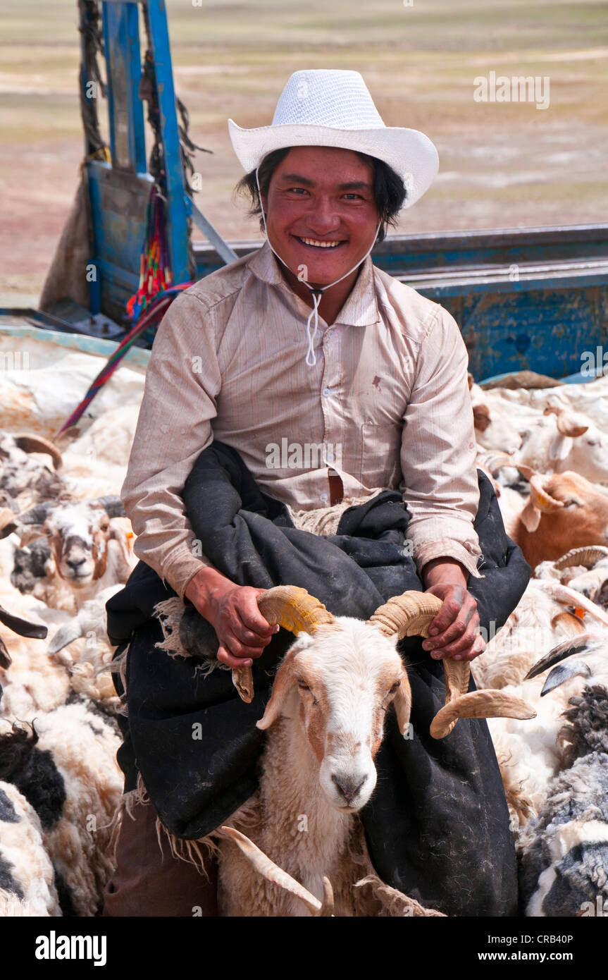 Tibetan shephards shearing sheep, along the road from Tsochen to Lhasa, Western Tibet, Tibet, Asia Stock Photo