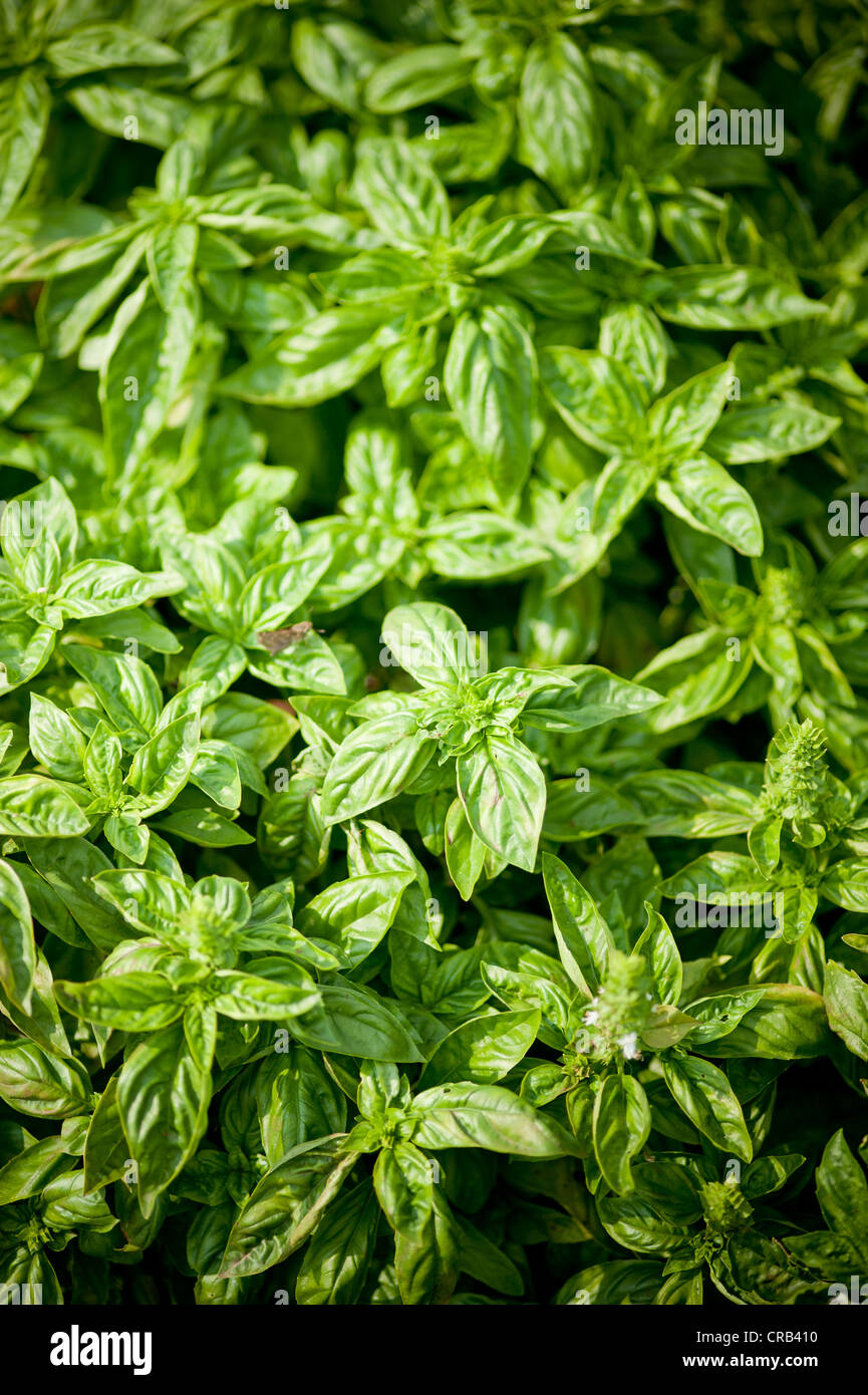 Italian basil plants Stock Photo Alamy