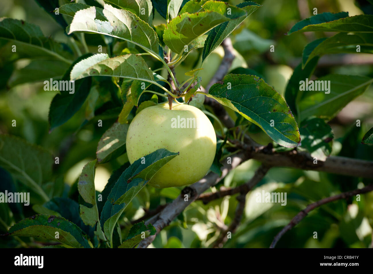 Green apple on branches of an apple tree  Stock Photo