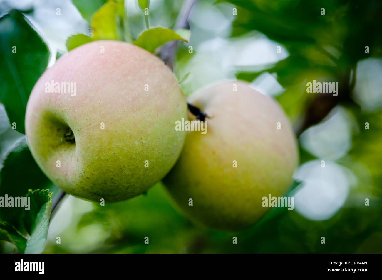 Green apple hanging off the branch in an apple orchard Stock Photo - Alamy