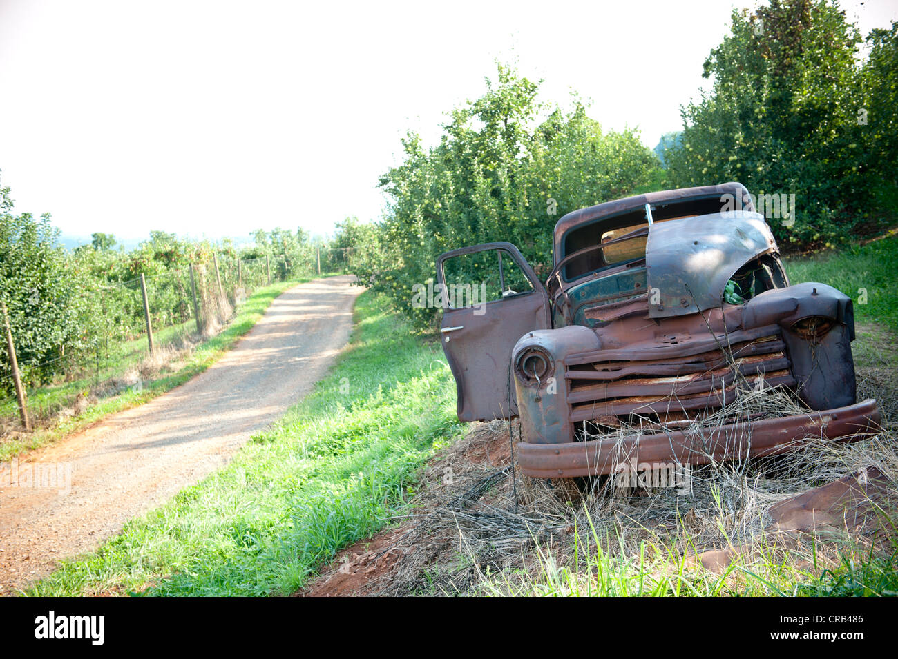 Old rusted out truck abandoned in an apple orchard Stock Photo
