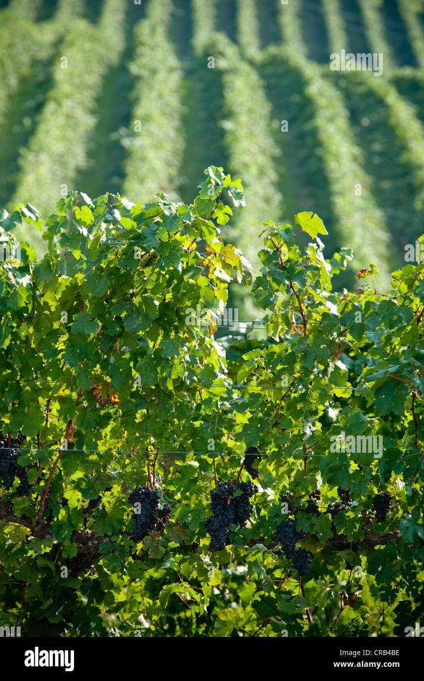 Vineyards growing along hillside Stock Photo