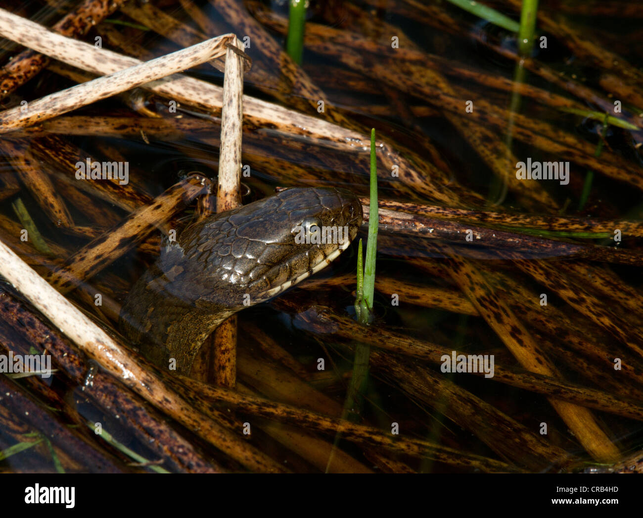 Northern water snake (Nerodia sipedon) hunting in water. Stock Photo