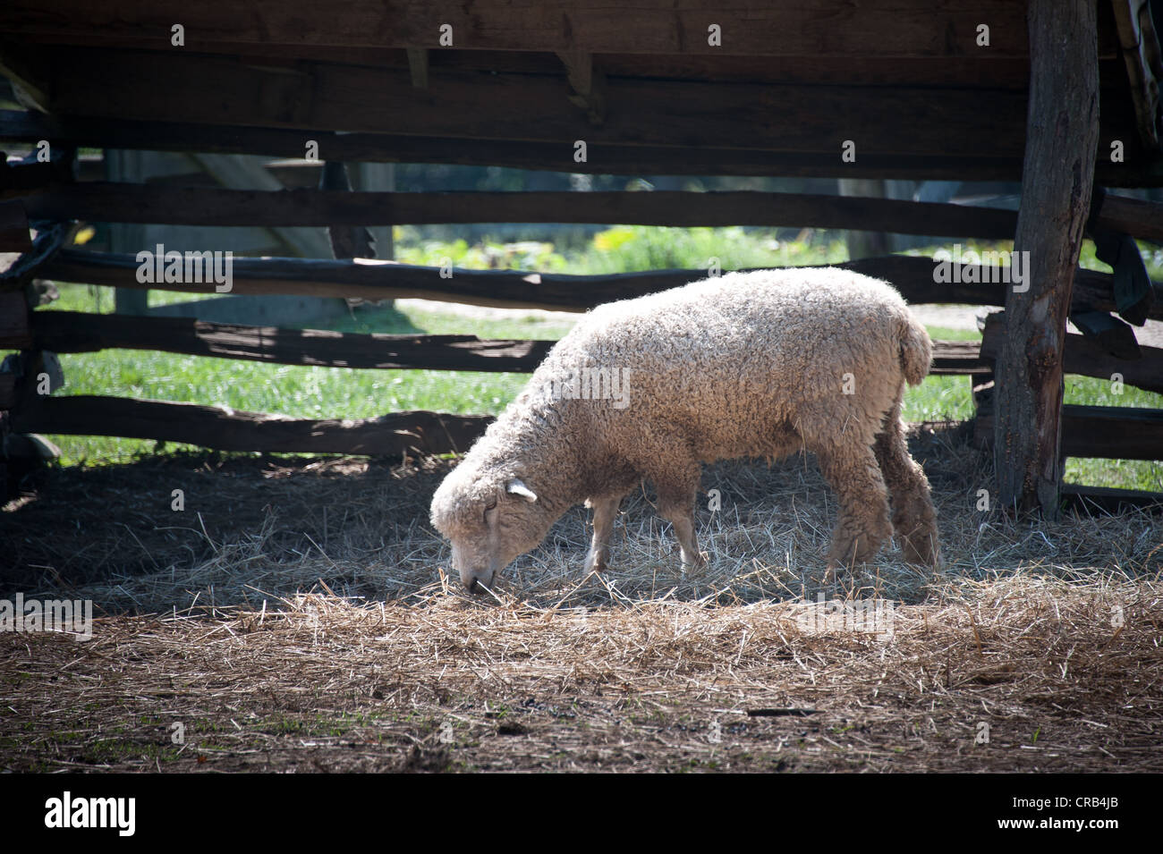 Sheep grazing straw laid in a pen Stock Photo