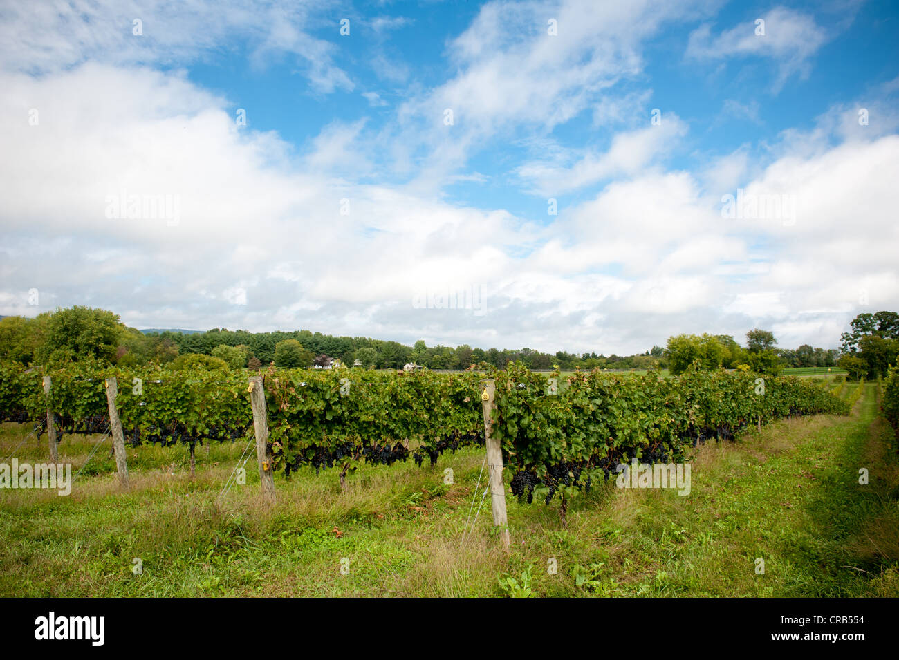 Rows of grapes on a vineyard Stock Photo