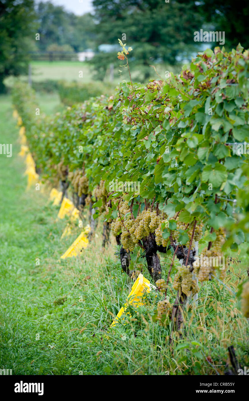 Row of grapes on a vineyard Stock Photo - Alamy