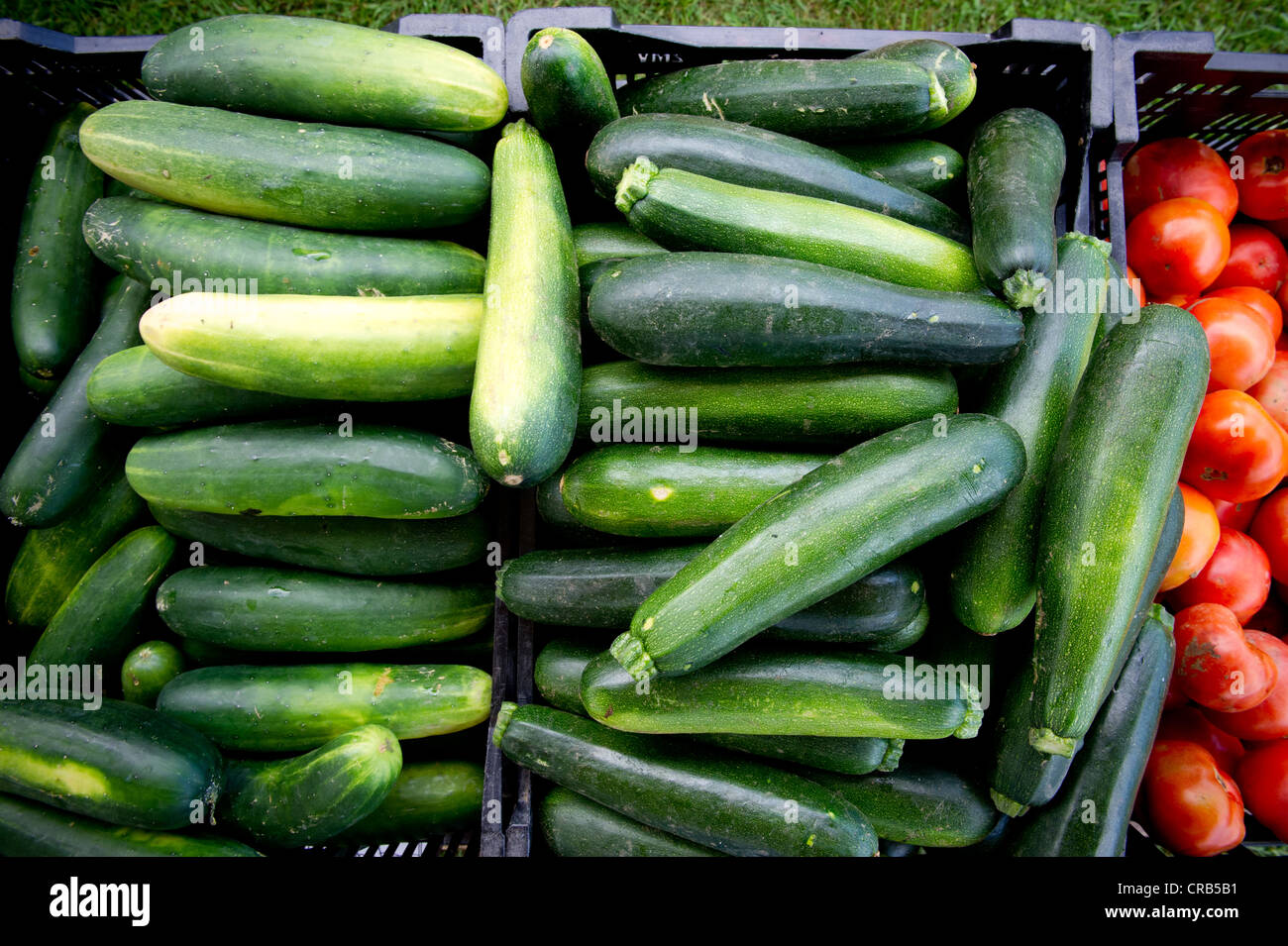crates of cucumbers at a farmers market Stock Photo