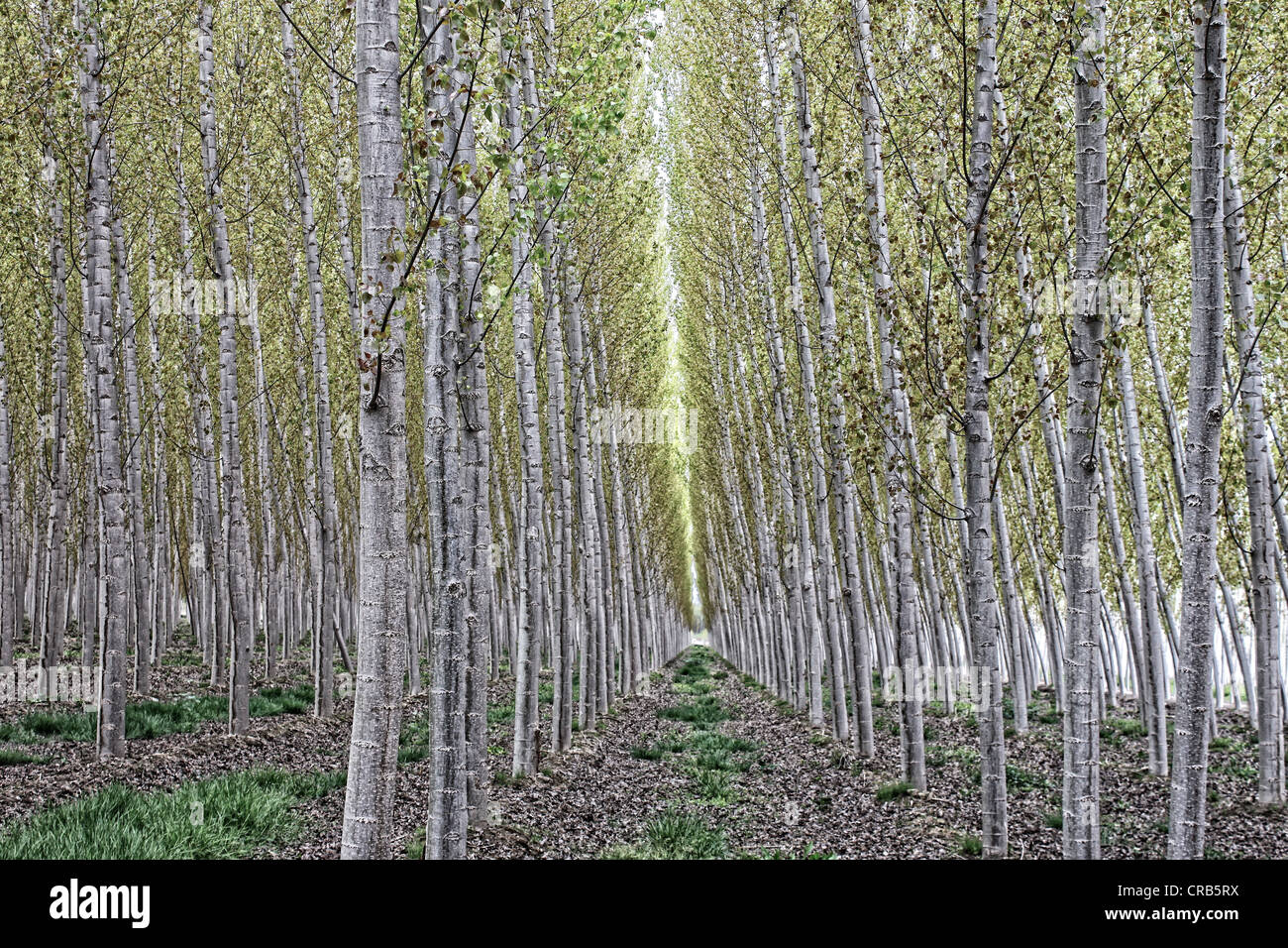 Andalucia,Spain, Plantation of poplar trees near Santa Fe, Granada Stock Photo