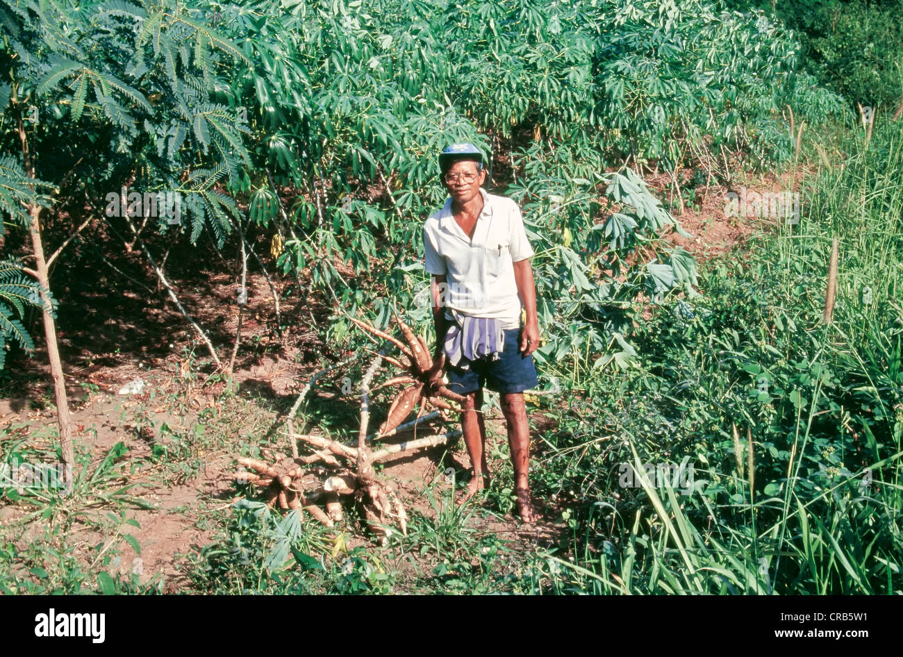 Farmer, cassava harvest, Thailand. Stock Photo