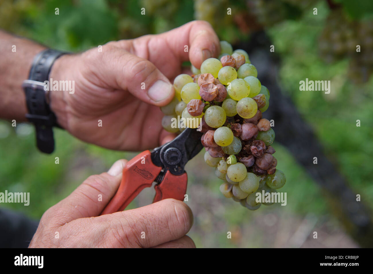 Harvesting Riesling grapes, rotten grapes being removed with a pair of scissors, Uhlbach, Baden-Wuerttemberg, Germany, Europe Stock Photo