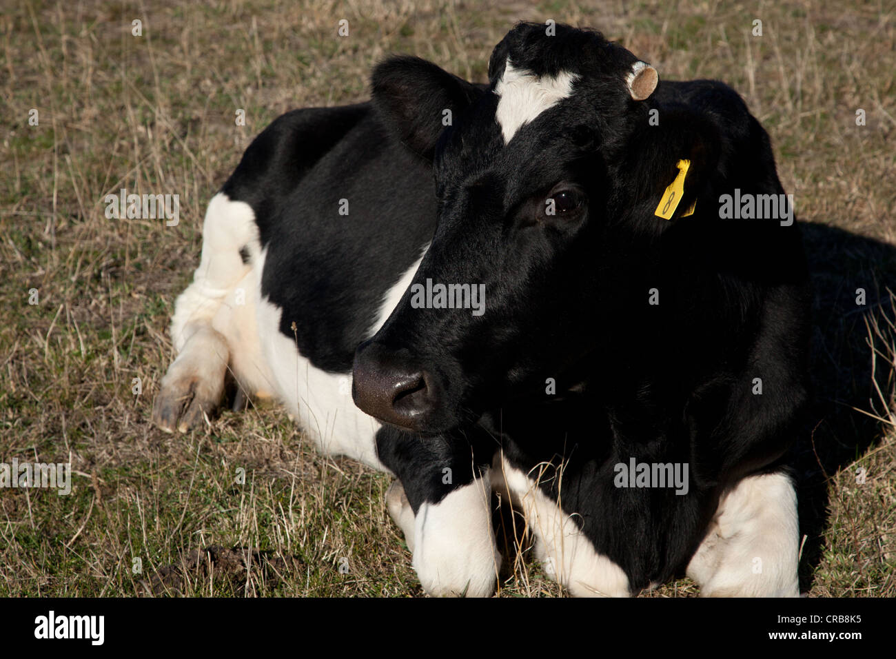Friesian cow relaxing on field, Tasmania, Australia Stock Photo - Alamy