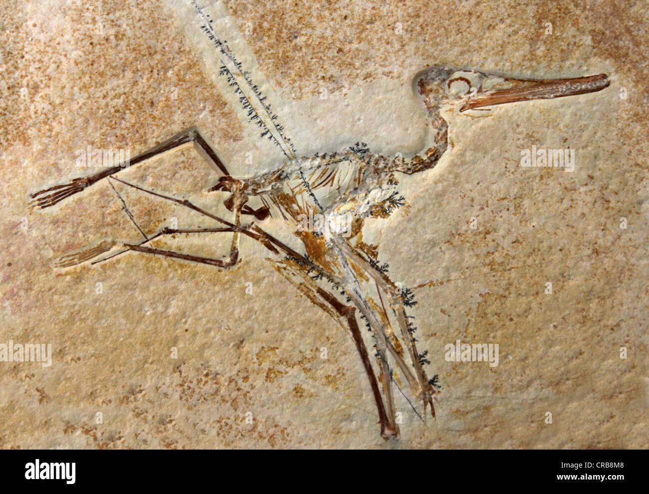 Pterodactylus Elegans Fossil Stock Photo