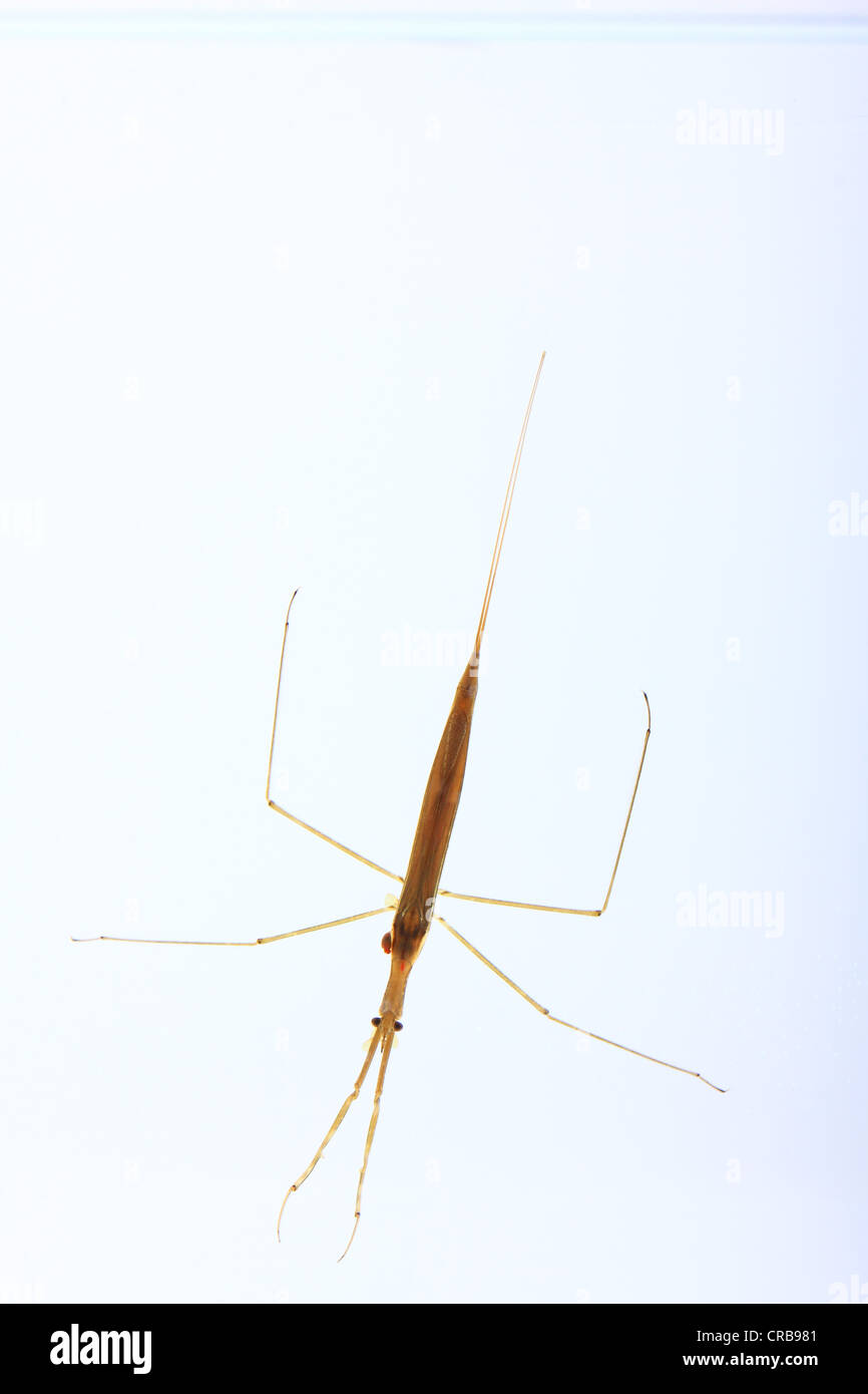 Water Stick-Insect or Water Scorpion (Ranatra linearis), insect living under water Stock Photo