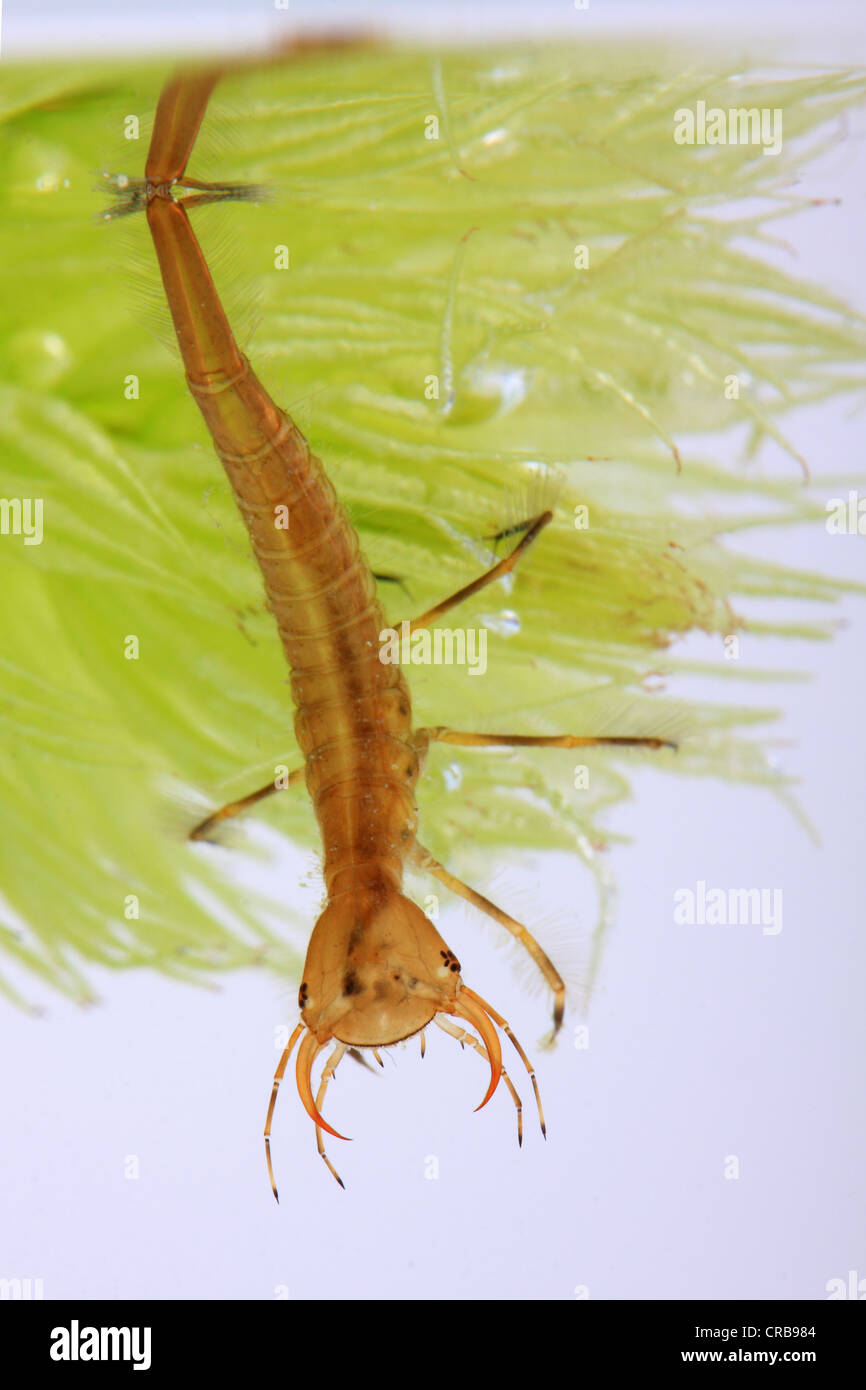 Larva of the Great Diving Beetle (Dytiscus marginalis Stock Photo Alamy