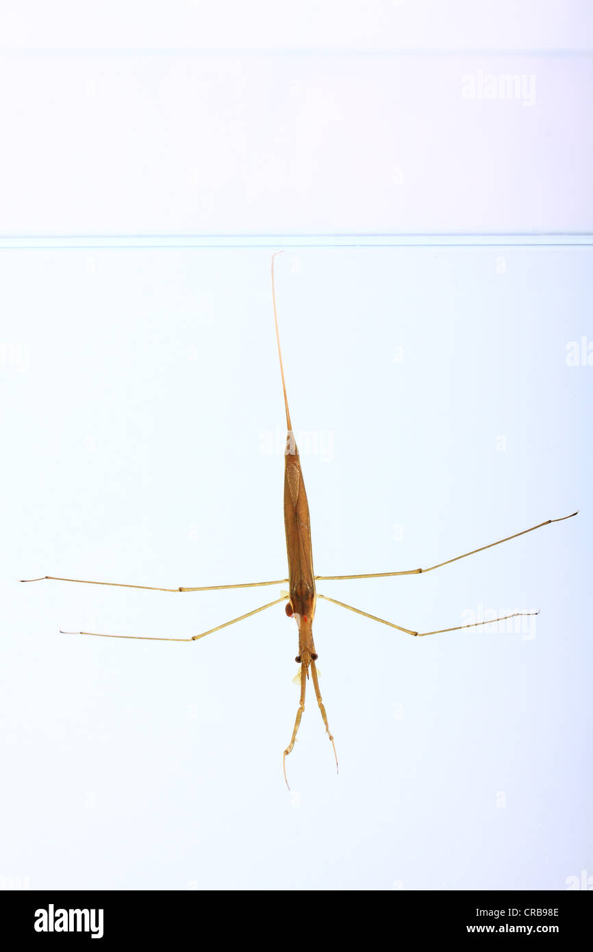 Water Stick-Insect or Water Scorpion (Ranatra linearis), insect living under water Stock Photo