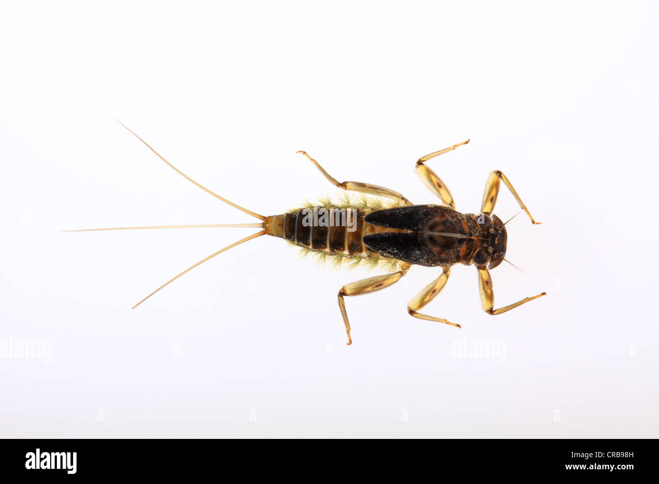 Larva of the Mayfly (Ephemeroptera), larvae living under water Stock Photo  - Alamy