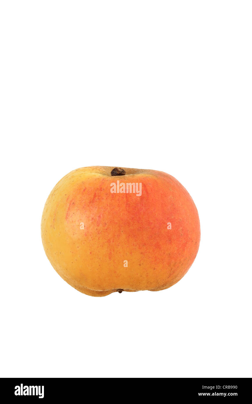 Apple (Malus domestica), Berlepsch variety Stock Photo