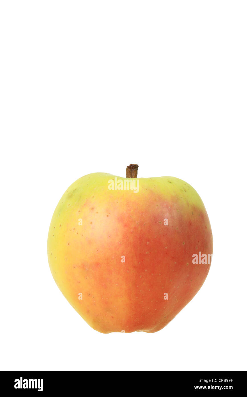 Apple (Malus domestica), Westfield Seek-no-Further or Yellow Bellefleur variety Stock Photo