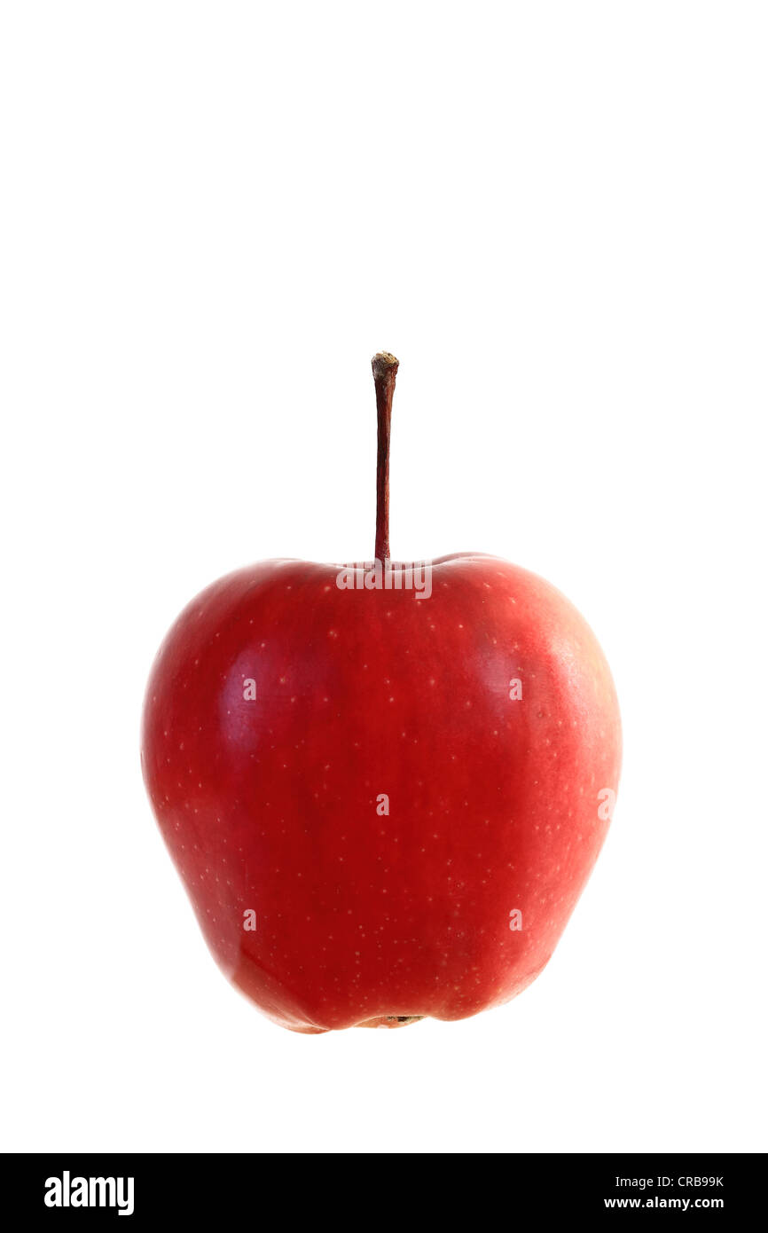 Apple (Malus domestica), Gloster variety Stock Photo