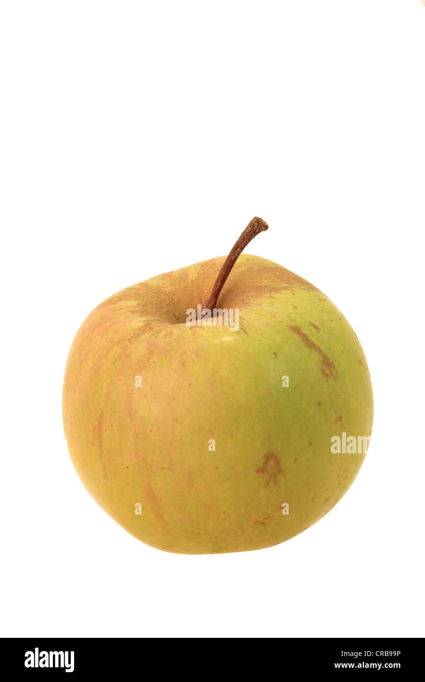 Apple (Malus domestica), Himbacher Gruener variety Stock Photo