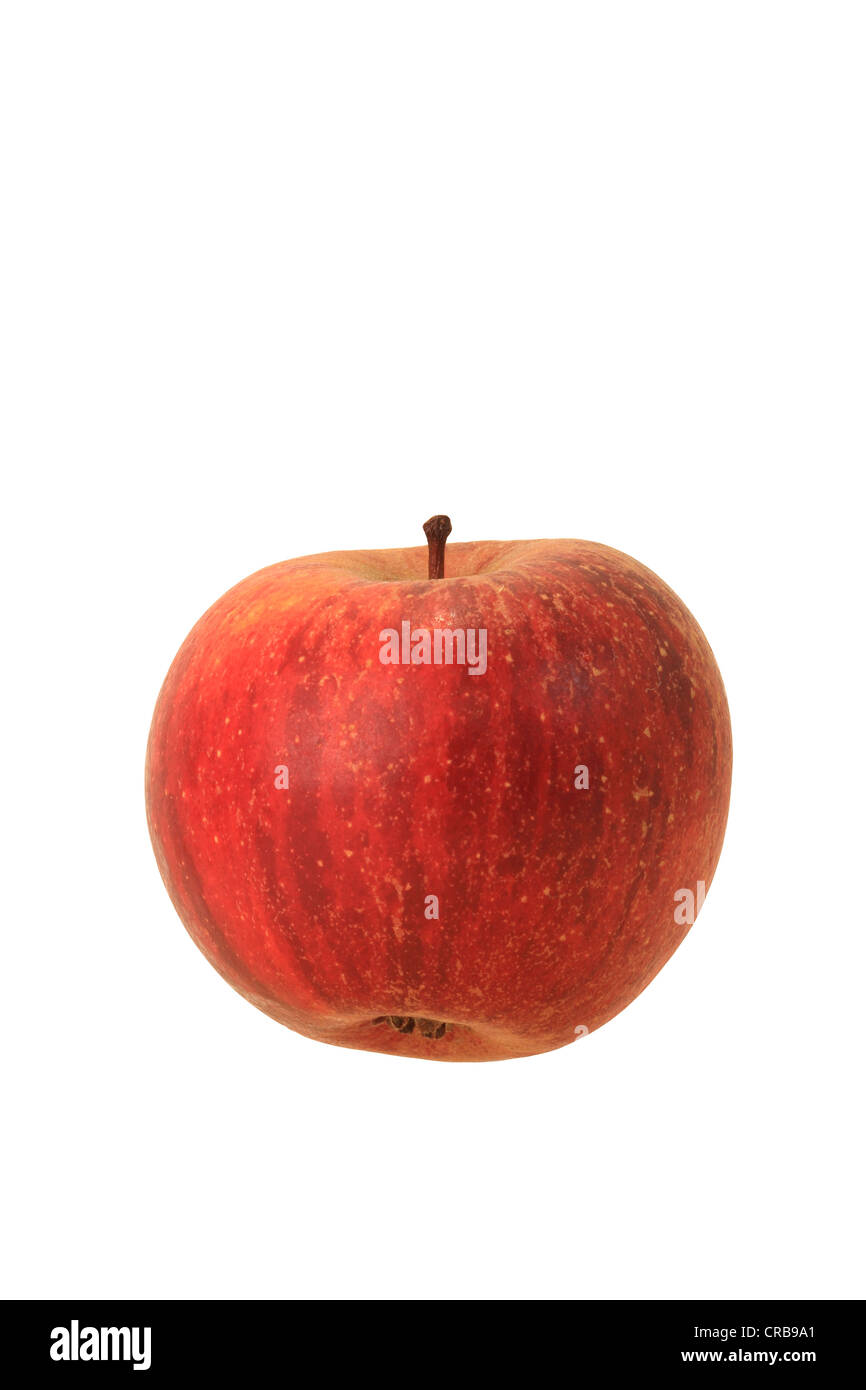 Apple (Malus domestica), Red Cox Orange variety Stock Photo