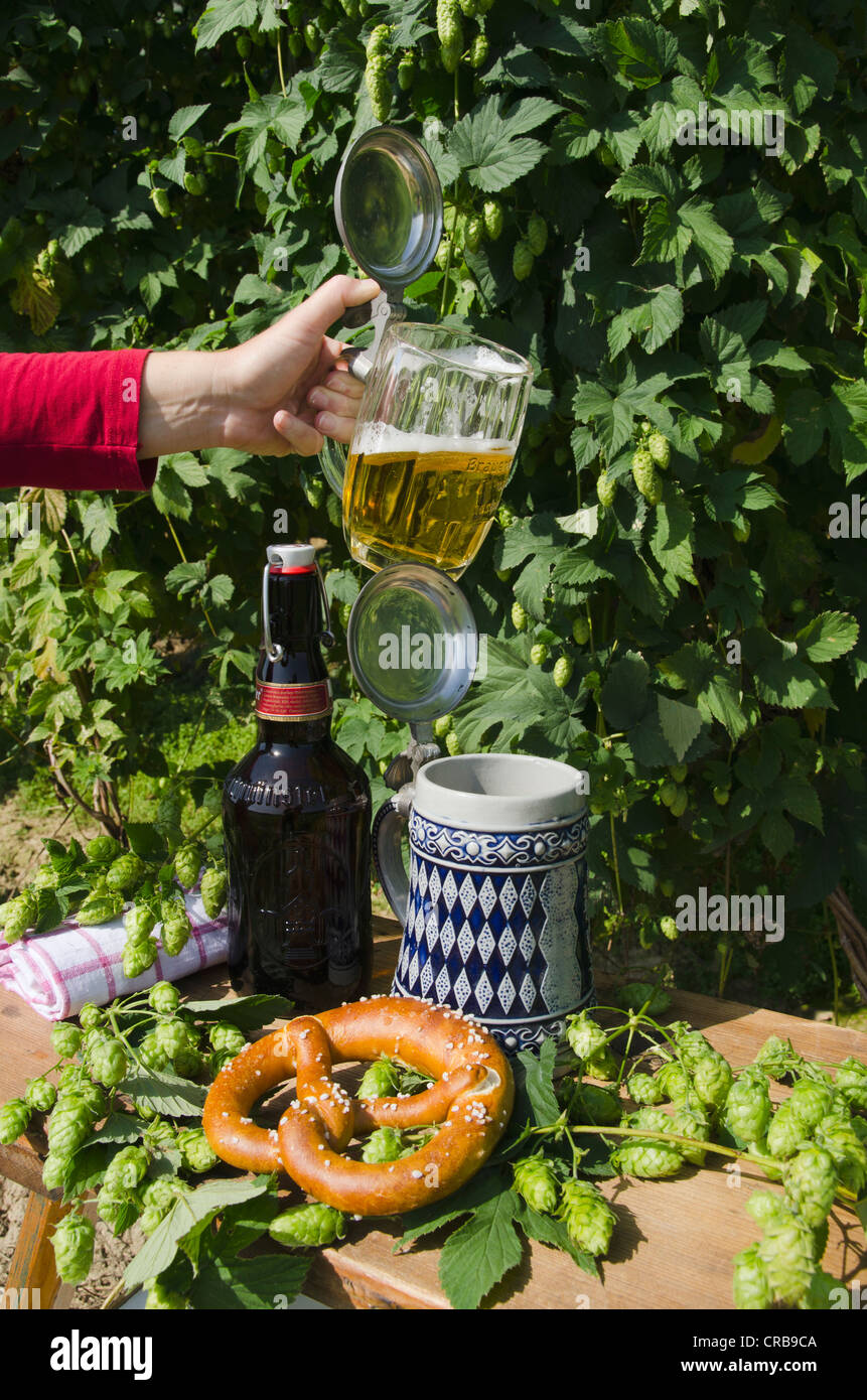 Hand holding a beer mug or stein filled with beer, mug or stein with the Bavarian diamond pattern, beer bottle and pretzel in a Stock Photo