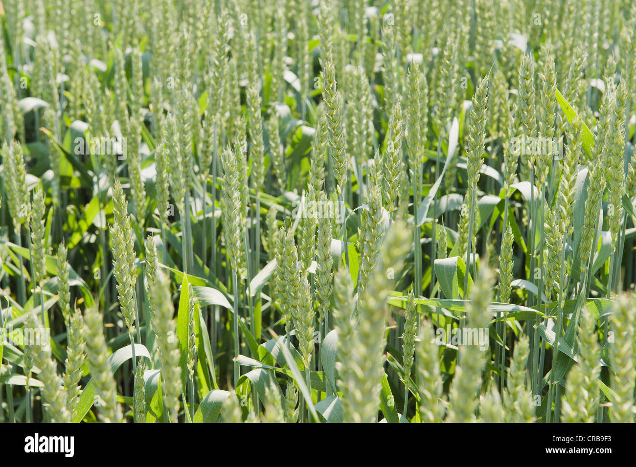 Barley (Hordeum vulgare), grain cultivation in the Hallertau, Holledau or Hollerdau area, Mainburg, Bavaria, Germany, Europe Stock Photo