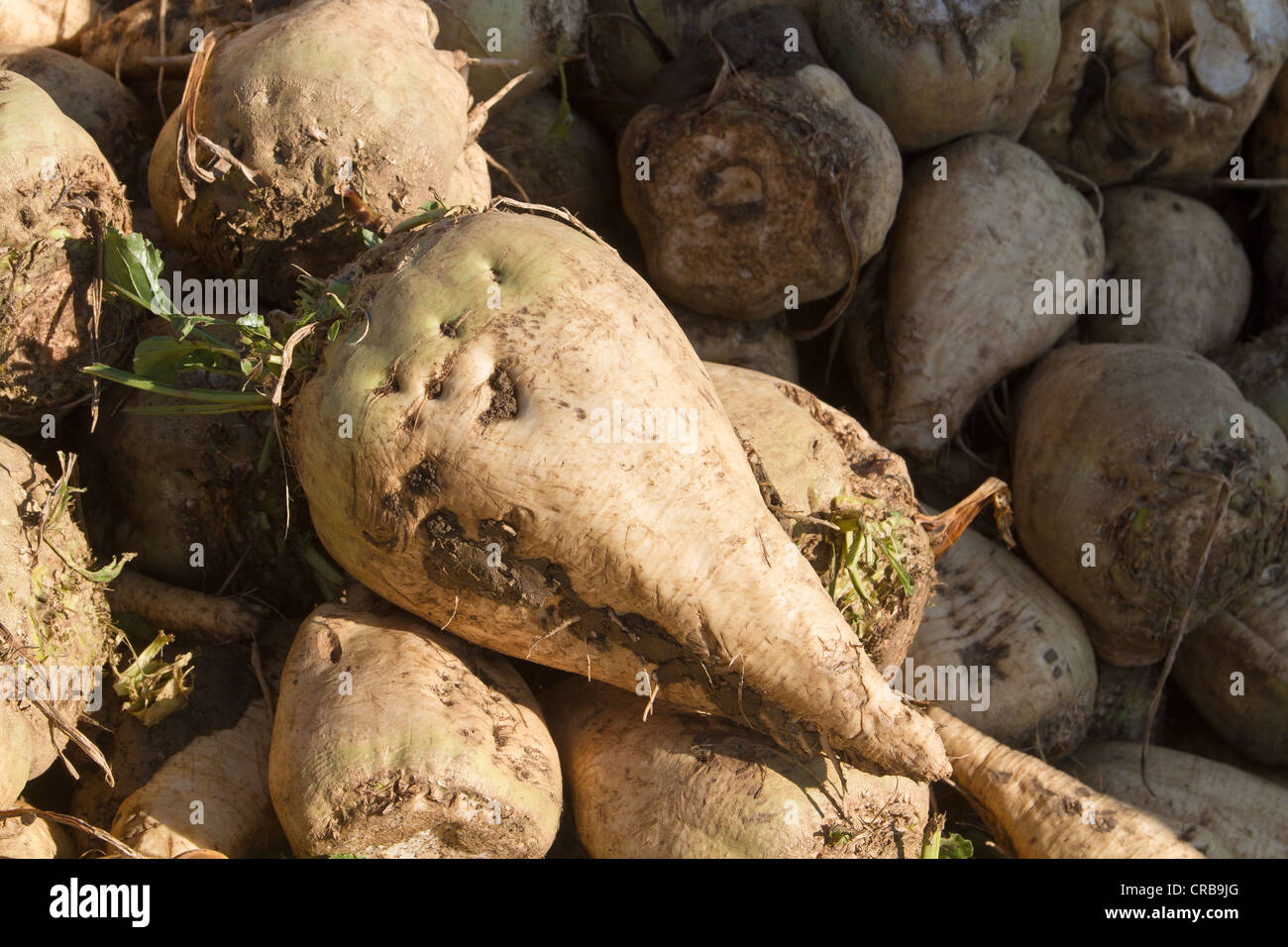 Sugar beet (Beta vulgaris var. altissima) Stock Photo