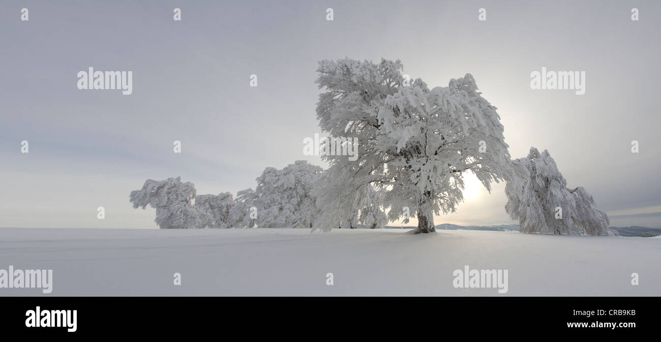 Wind swept beech tree with hoarfrost on Mt Schauinsland, Black Forest, Freiburg district, Baden-Wuerttemberg, Germany, Europe Stock Photo