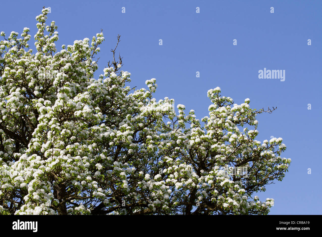 Blooming Apple (Malus) trees near Sipplingen, Lake Constance, Konstanz district, Baden-Wuerttemberg, Germany, Europe Stock Photo