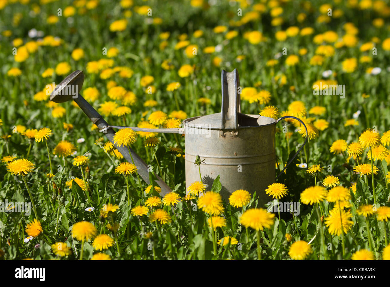 Tin watering can in a dandelion meadow Stock Photo