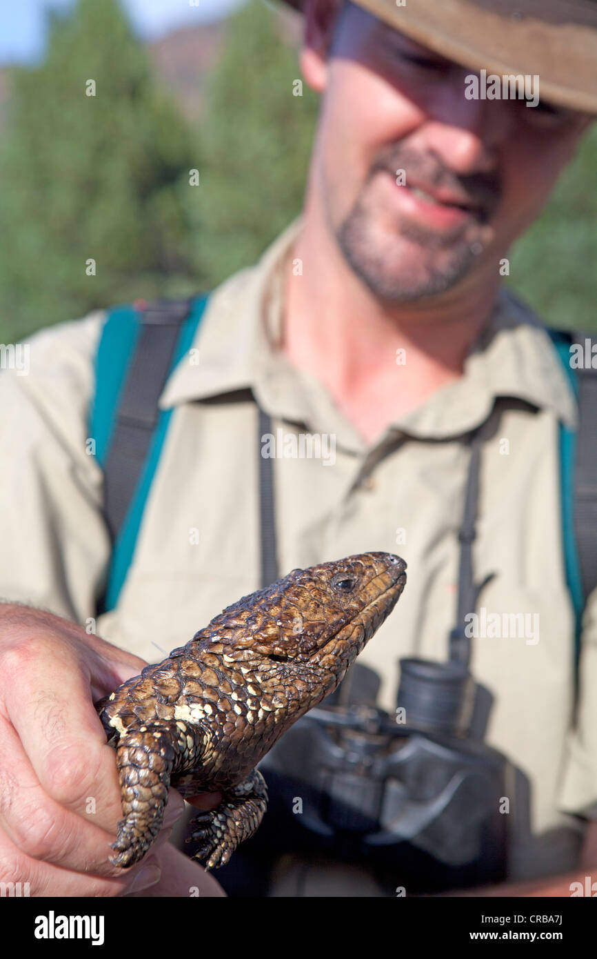 Shingleback lizard hi-res stock photography and images - Alamy