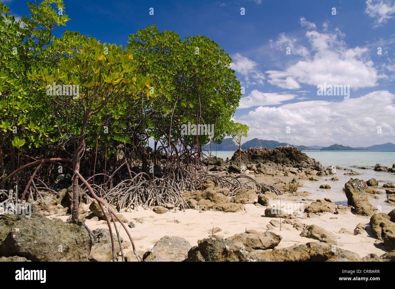 Mangroves on the beach, Koh Kradan island, Trang province, Thailand, Southeast Asia, Asia Stock Photo