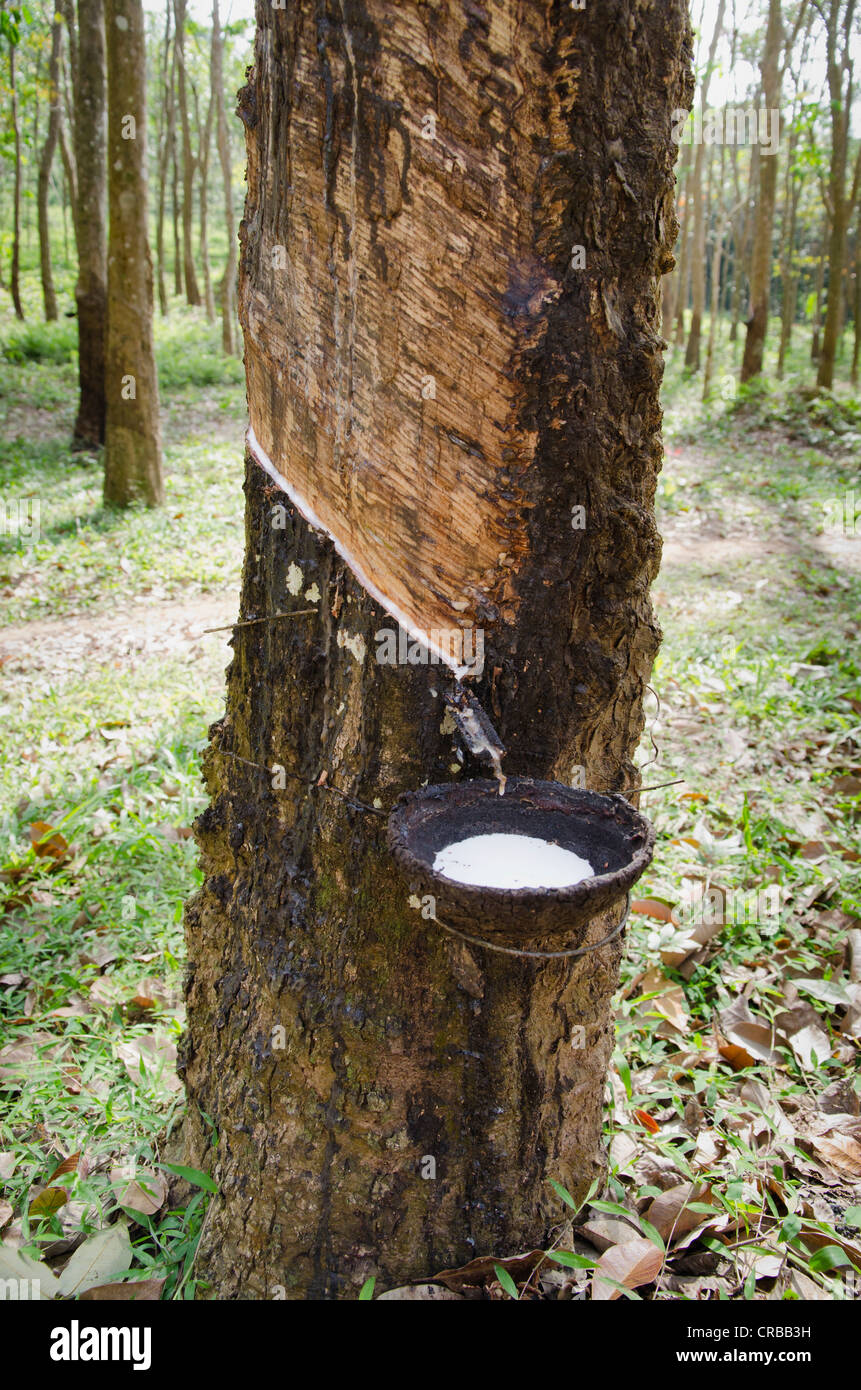 Rubber sap dripping from a tapped rubber tree into a bowl, Ko Jum or Koh Pu island, Krabi, Thailand, Southeast Asia Stock Photo