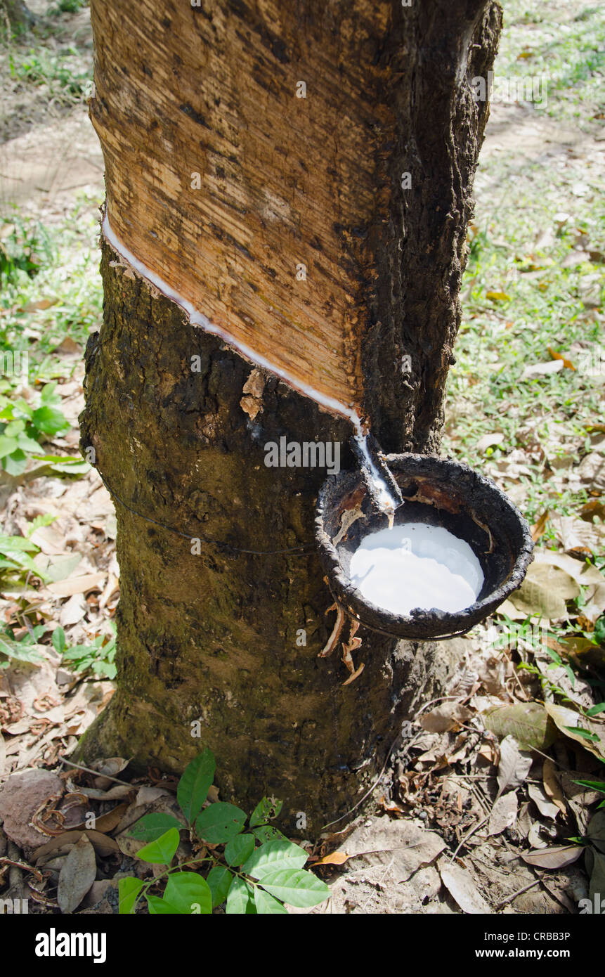 Rubber tree sap hi-res stock photography and images - Alamy