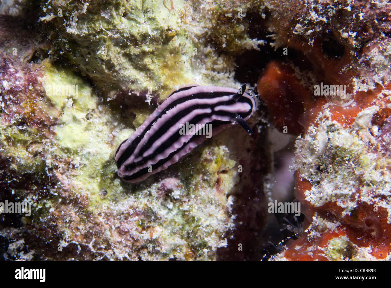 Black and white Nudibranch or Sea Slug (Nudibranchia), Noonu Atoll