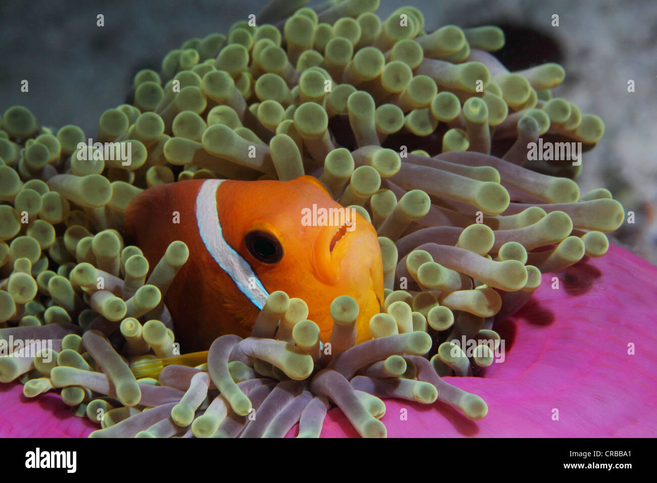 Blackfinned Anemonefish or Maldives Anemonefish (Amphiprion nigripes), Noonu Atoll, Maldives, Indian Ocean Stock Photo