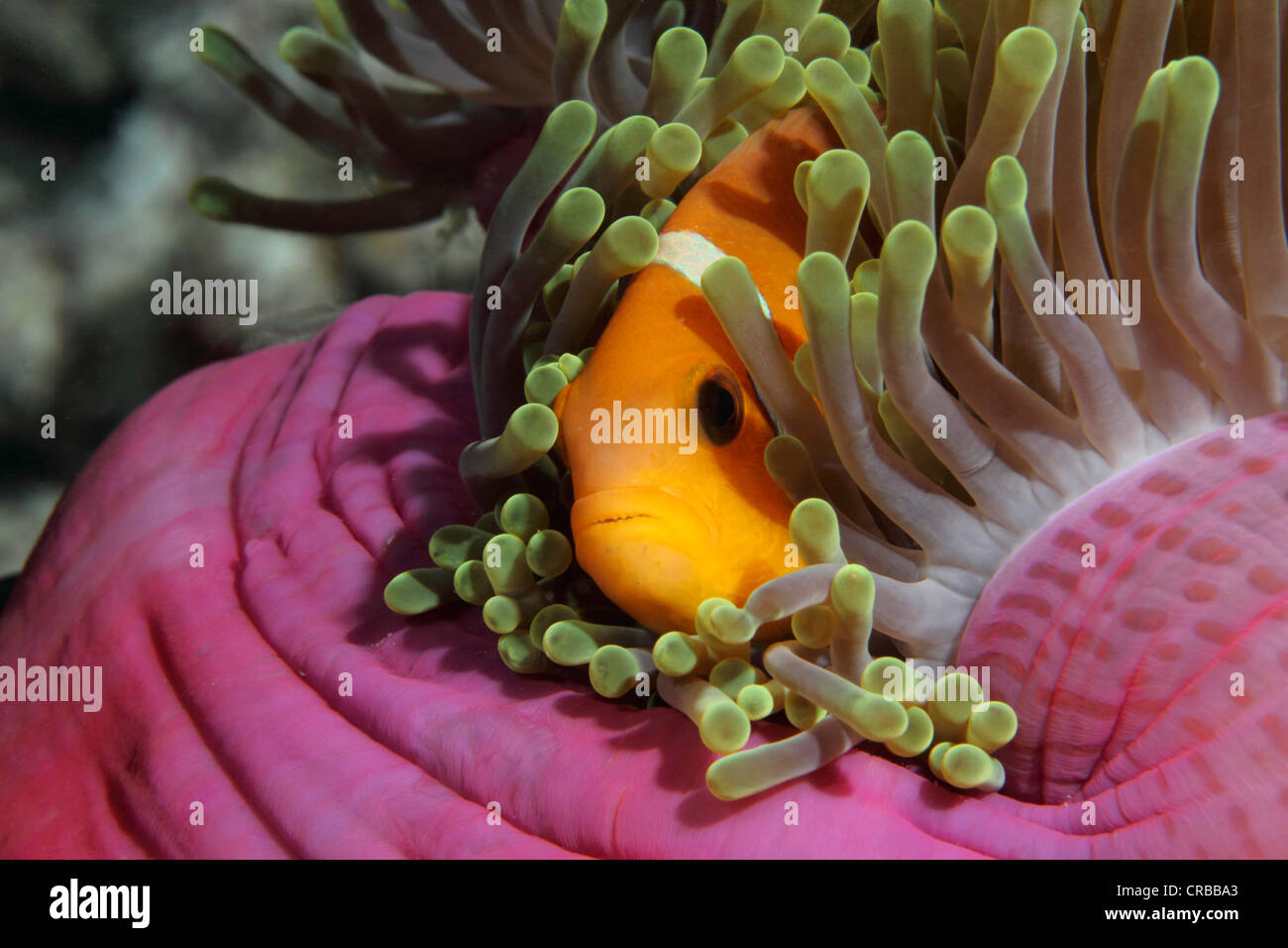 Blackfinned Anemonefish or Maldives Anemonefish (Amphiprion nigripes), Noonu Atoll, Maldives, Indian Ocean Stock Photo