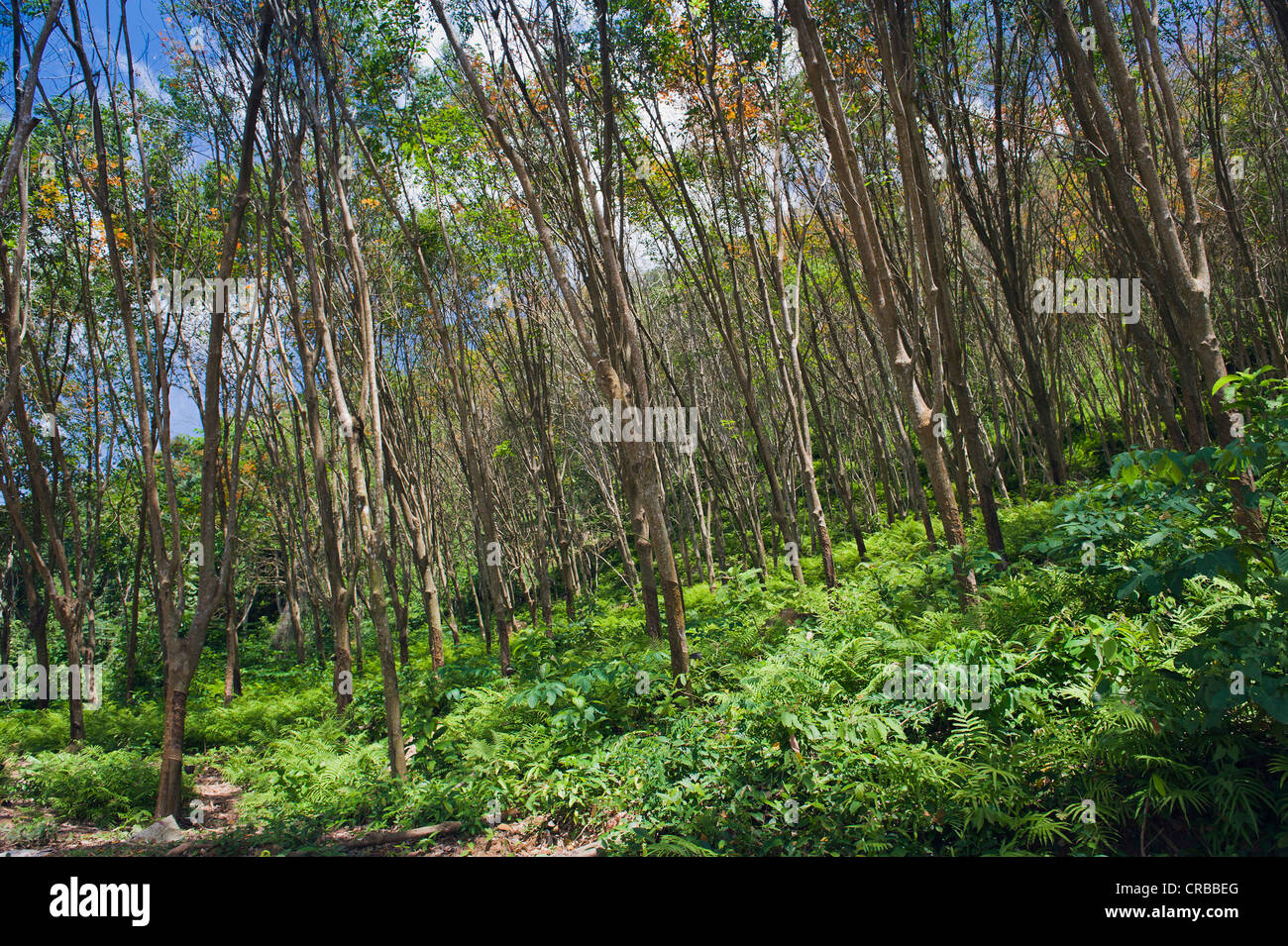 Southeast asia rubber hi-res stock photography and images - Alamy