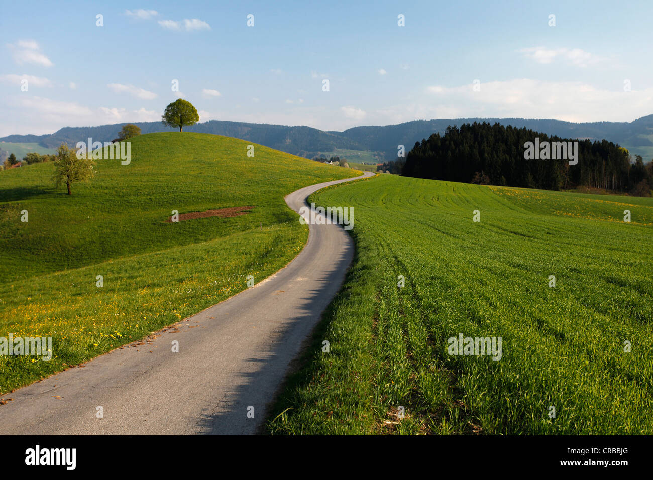 Road leading to a drumlin with tree at Hirzel, Canton Zurich, Switzerland, Europe Stock Photo