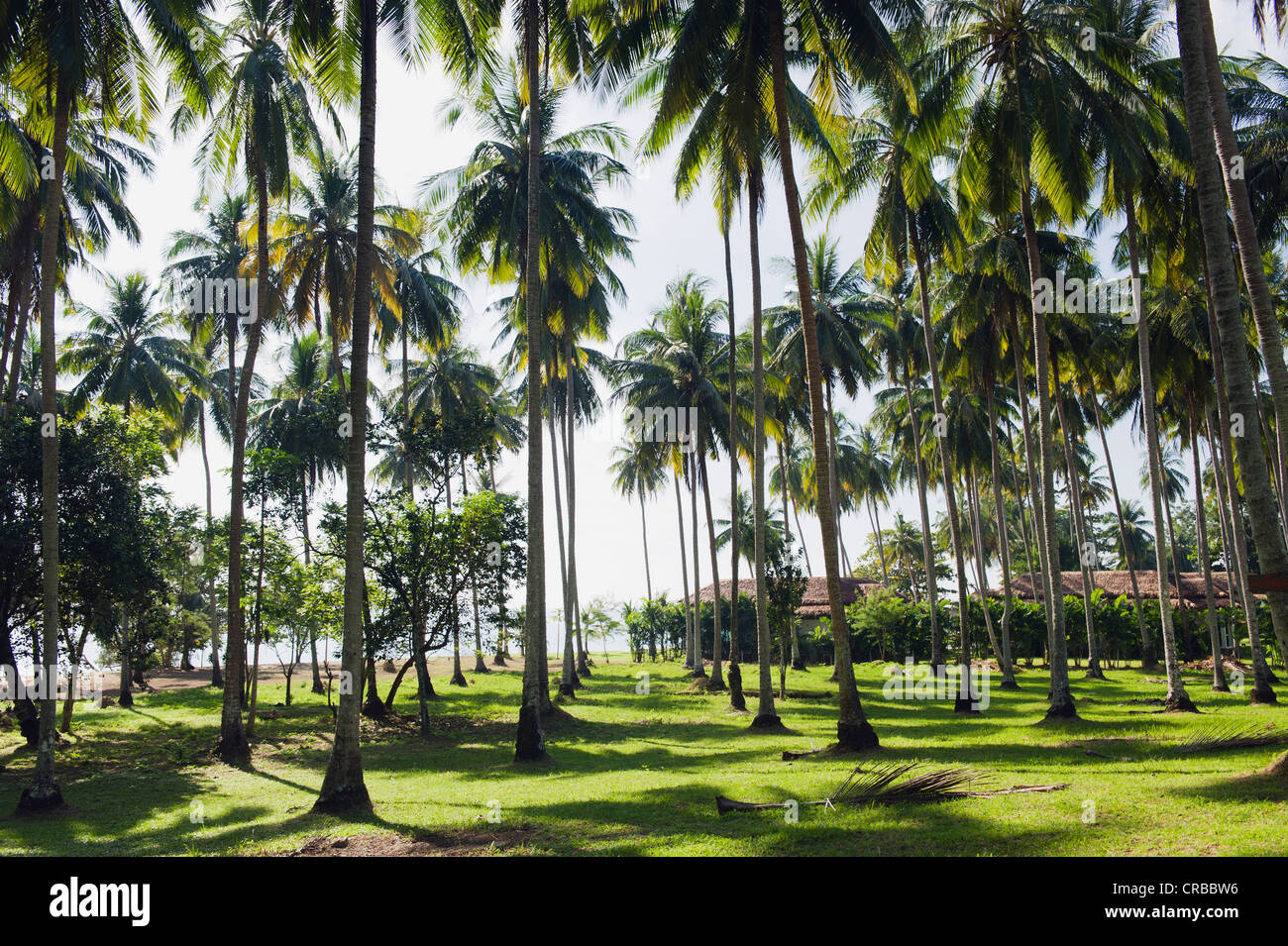 Palm trees at Long Beach, Koh Yao Noi island, Phang Nga, Thailand