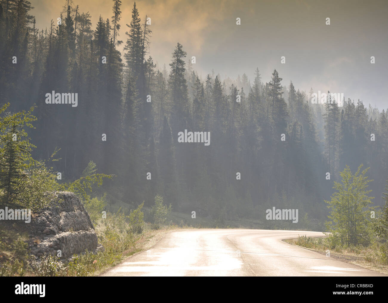 Morning dew on Maligne Lake Road, Maligne Valley, Jasper National Park, Canadian Rockies, Alberta, Canada Stock Photo