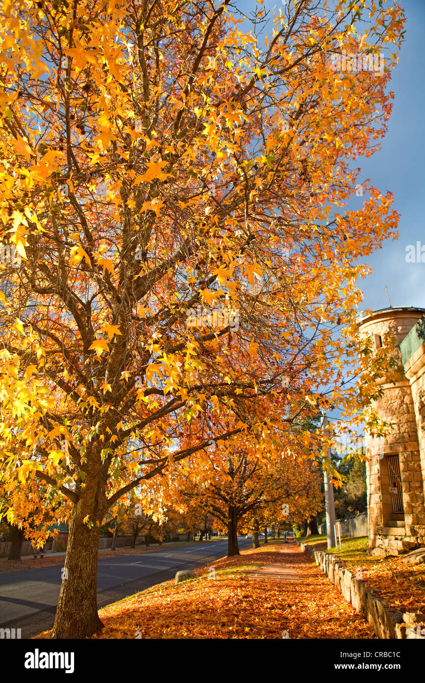 Autumn colours outside Beechworth prison in Victoria's High Country Stock Photo