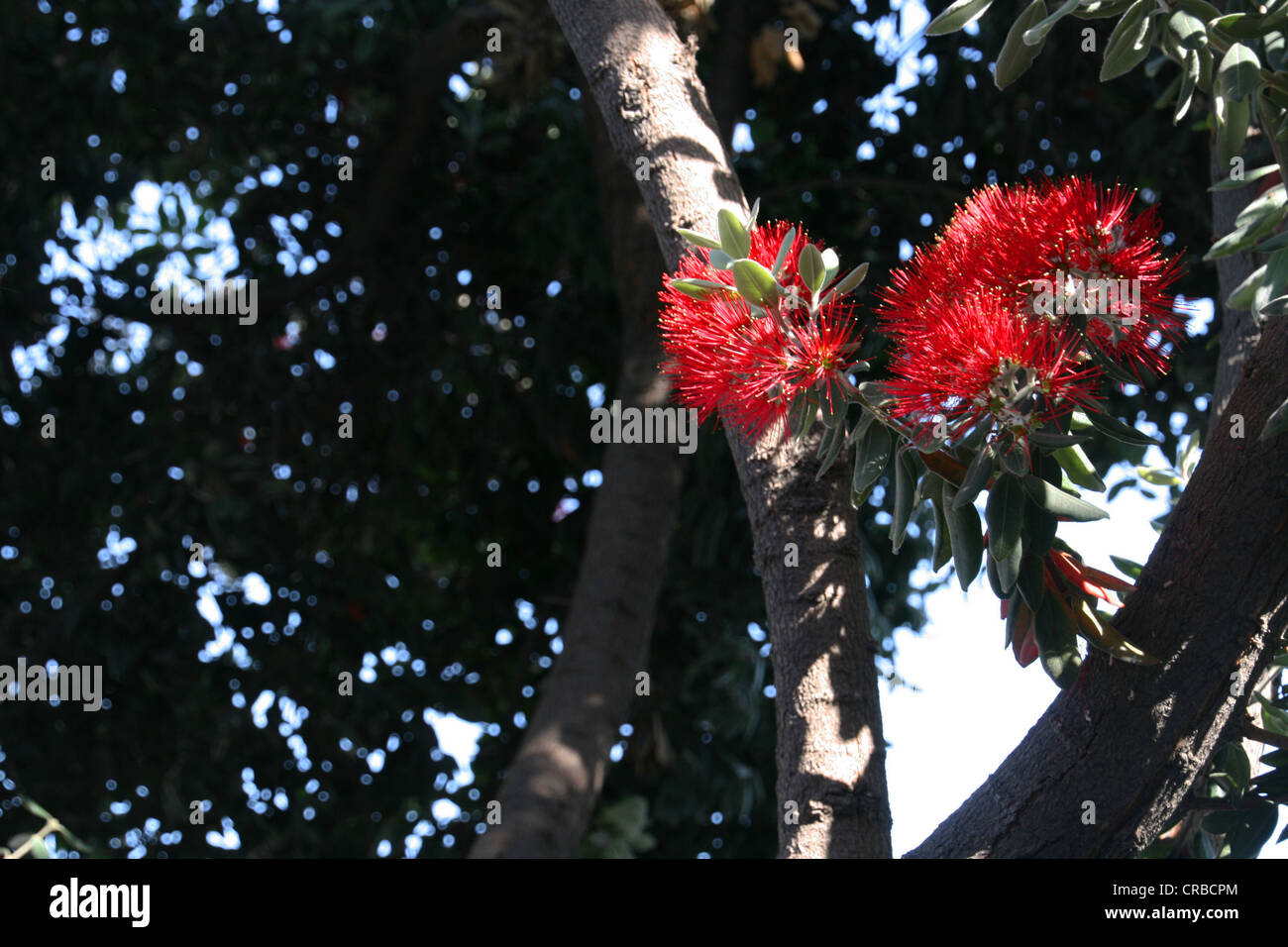 photo of a bottle brush tree in bloom Stock Photo Alamy