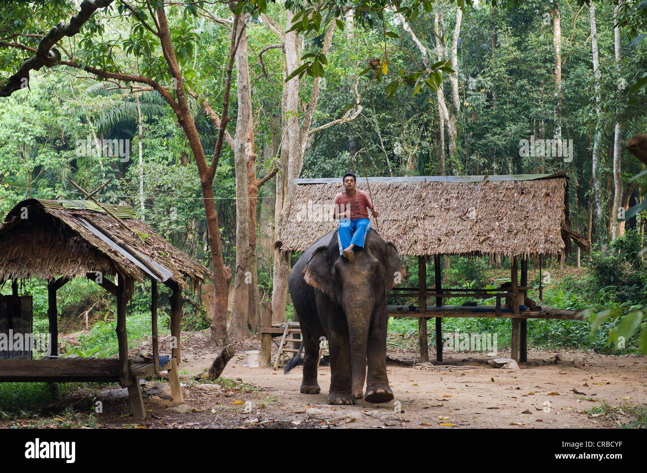 Man riding an Asian Elephant (Elaphus maximus) in a jungle camp, Khao Phanom Bencha National Park, Krabi, Thailand, Asia Stock Photo