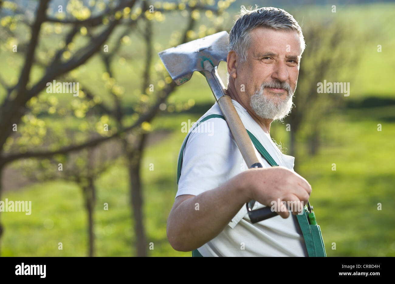 portrait of a senior man gardening in his garden (color toned image ...