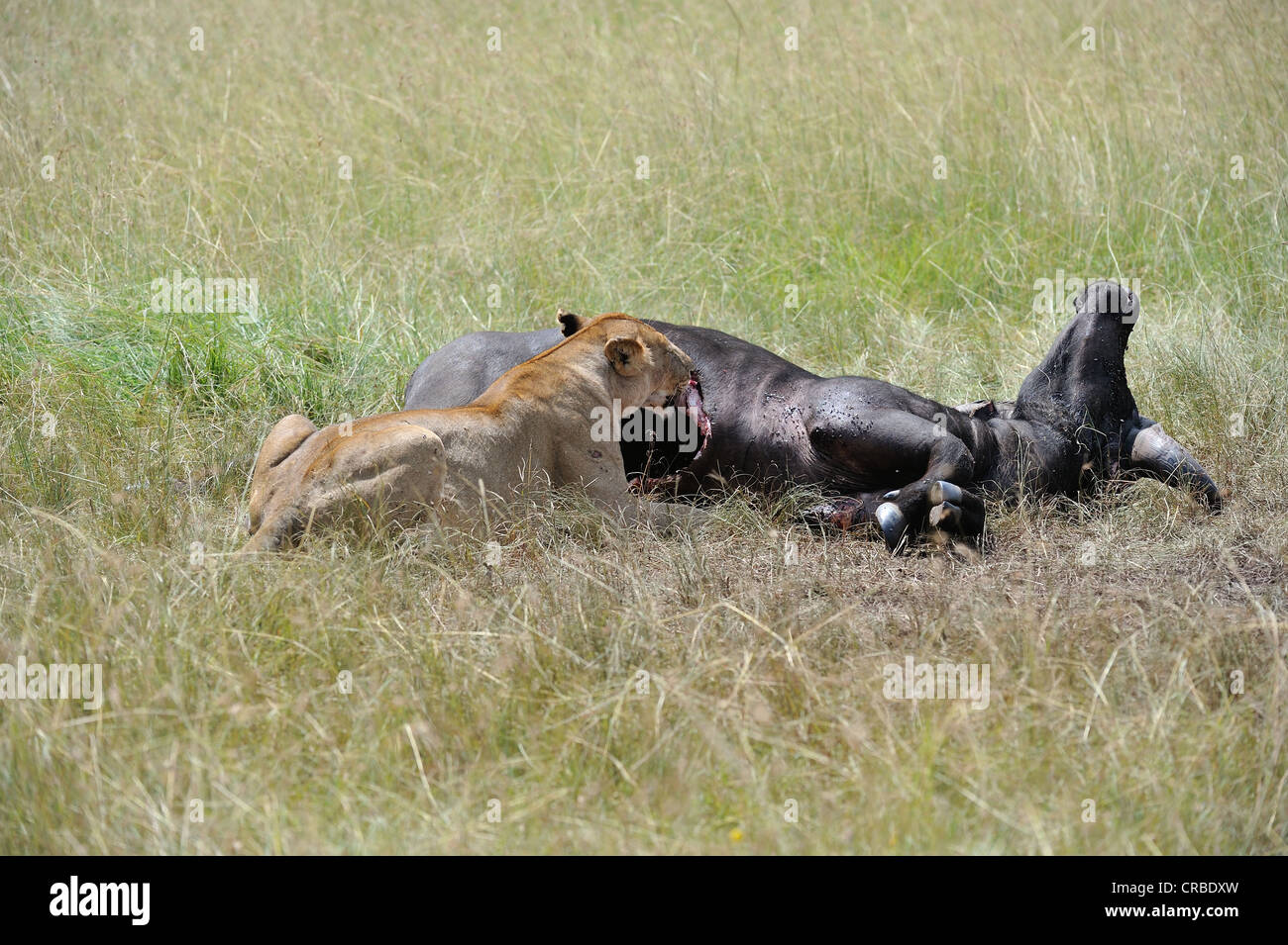 East African lion - Massai lion (Panthera leo nubica) lioness devouring ...