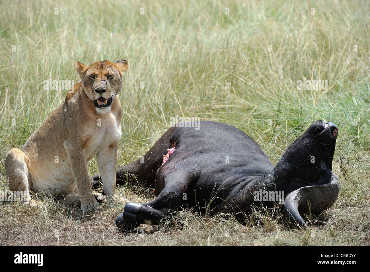 East African lion - Massai lion (Panthera leo nubica) lioness devouring ...