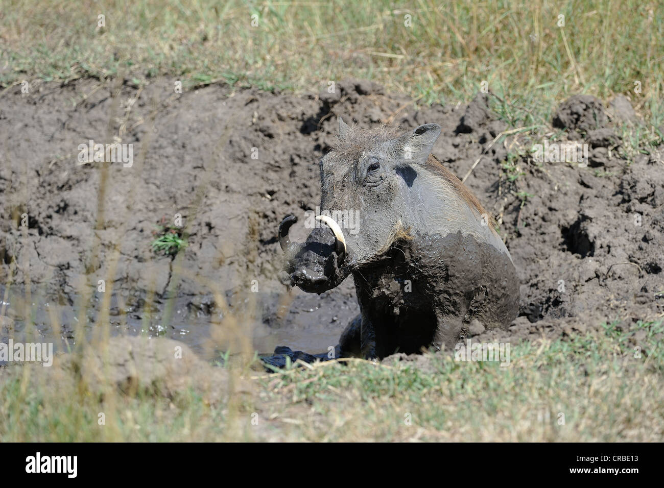 Desert warthog (Phacochoerus aethiopicus) mud bathing Masai Mara - Kenya - East Africa Stock Photo