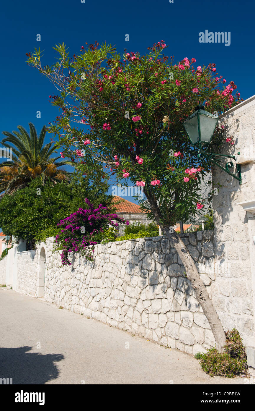 Oleander tree or bush growing in front of white stone walls, Orebic, Peljesac Peninsula, Dalmatia, Croatia, Europe Stock Photo